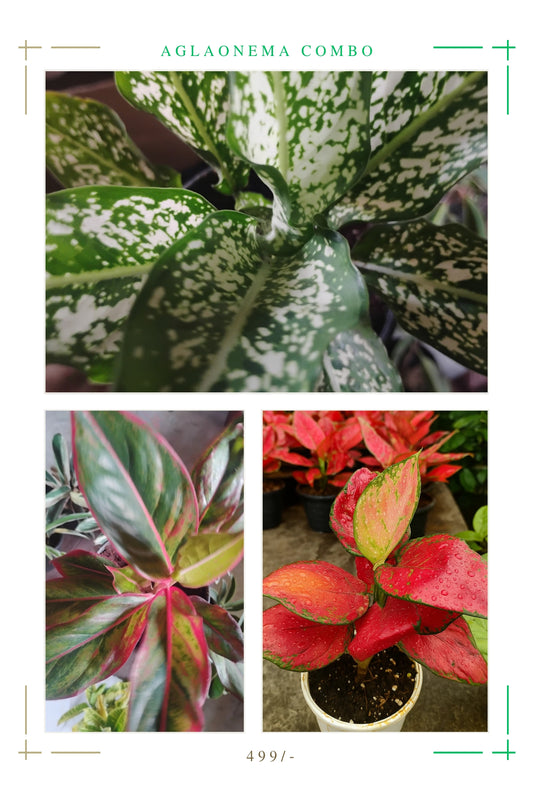 Aglaonema combo