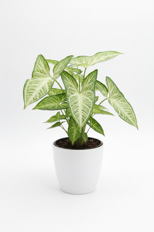 Syngonium podophyllum