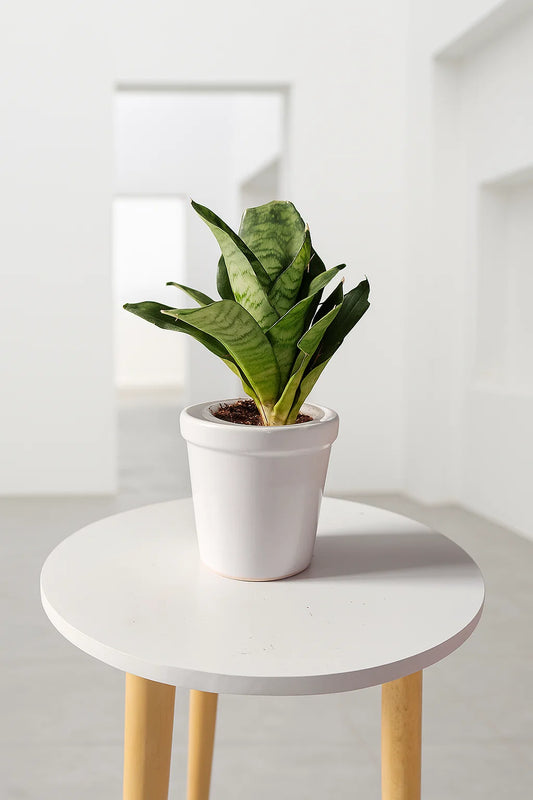 Dwarf snake plant