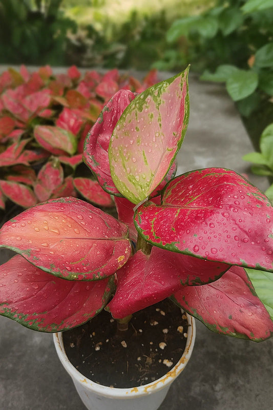 Aglaonema Red star