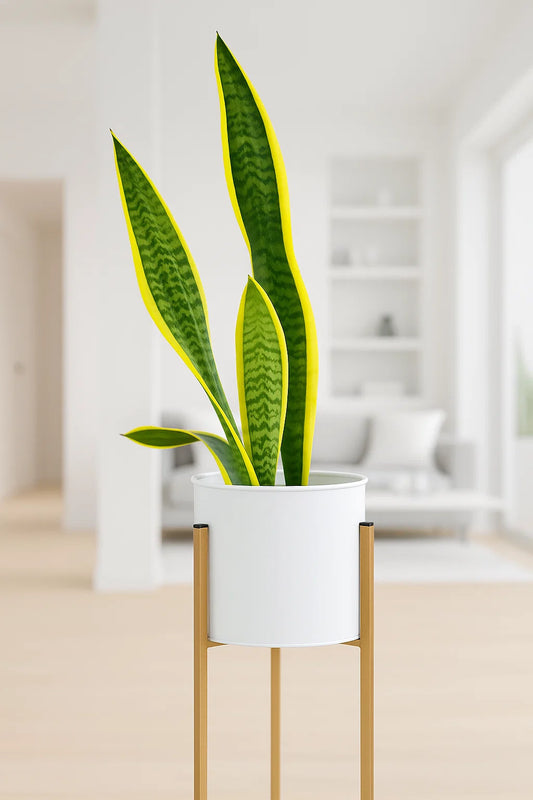 Snake plant