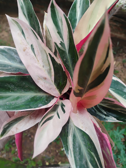 Calathea Arrowroot