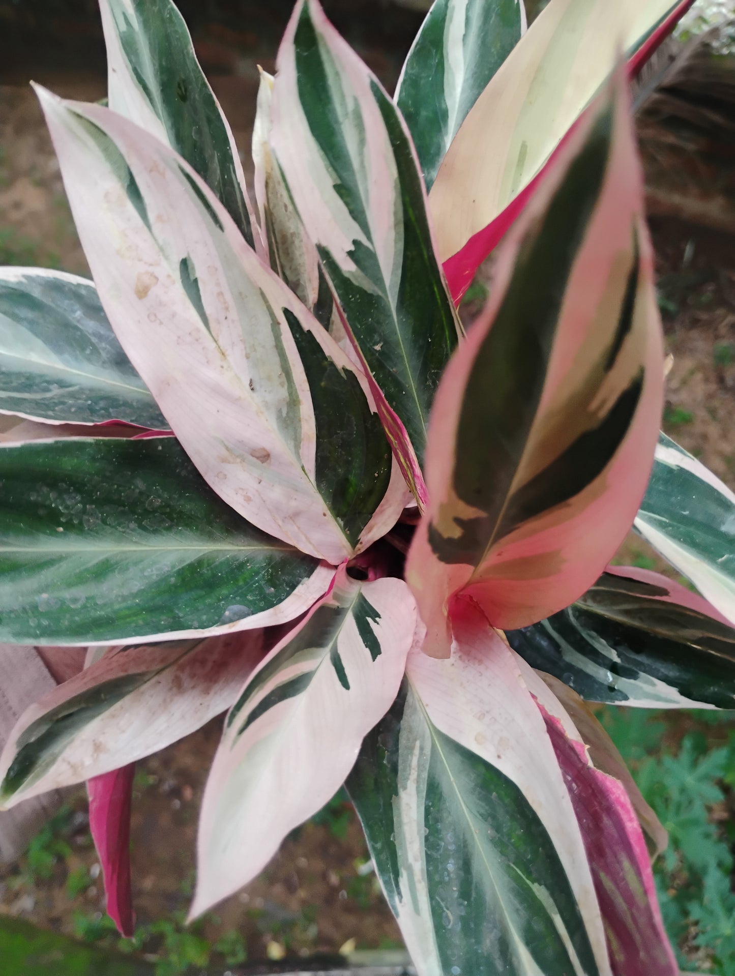 Calathea Arrowroot
