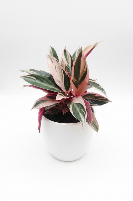 Calathea Arrowroot