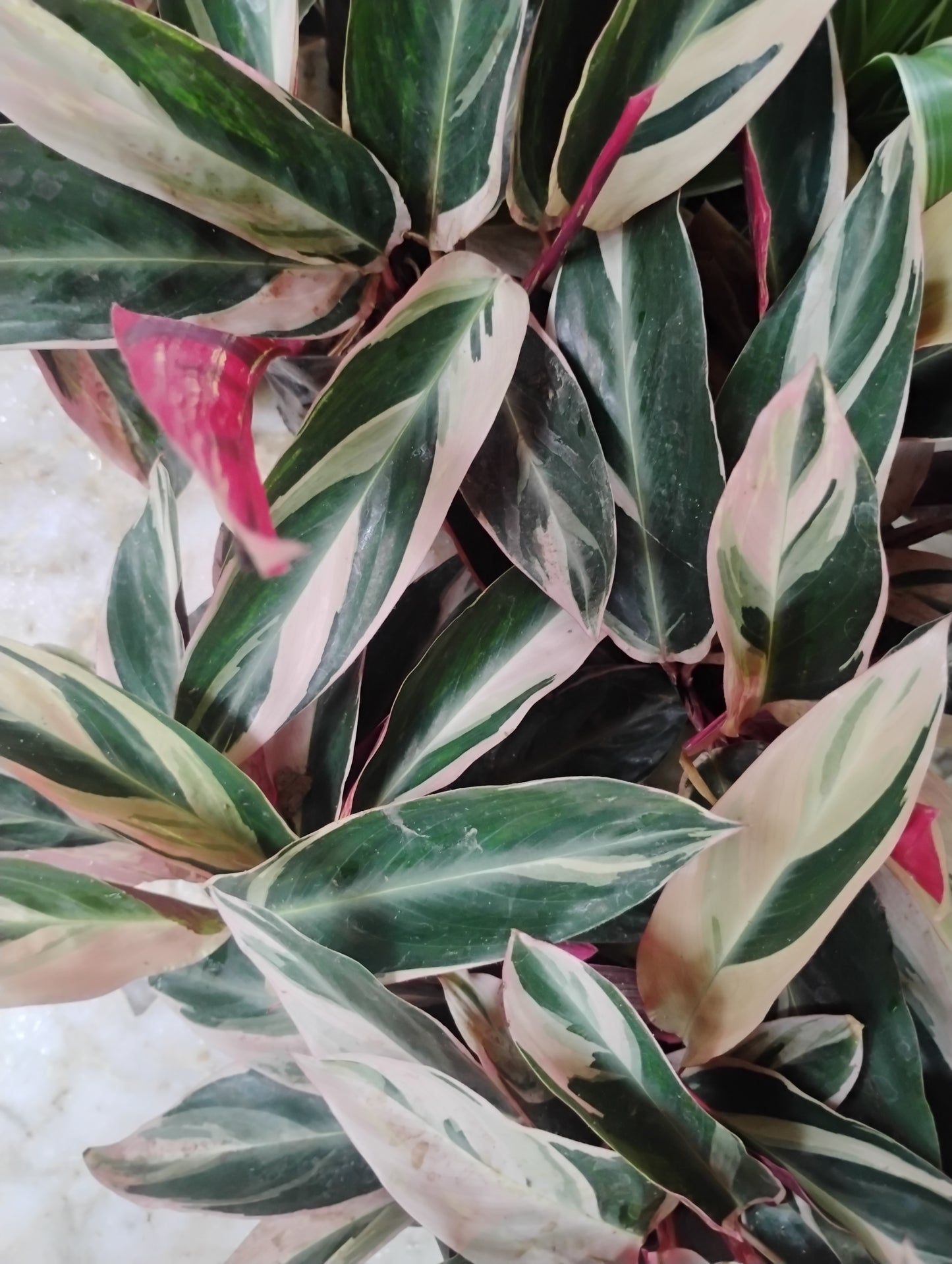 Calathea Arrowroot