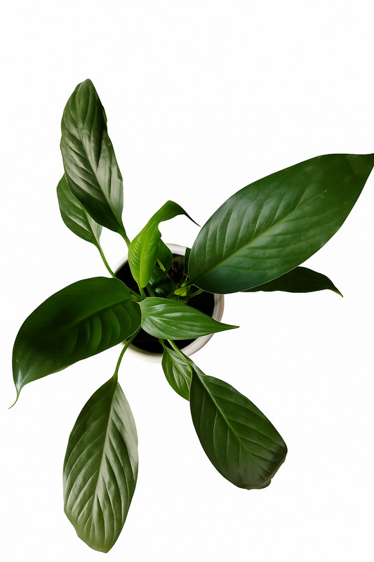 Peace lily with cat pipe planter