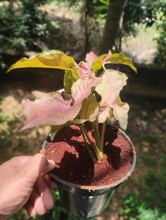 Syngonium pink