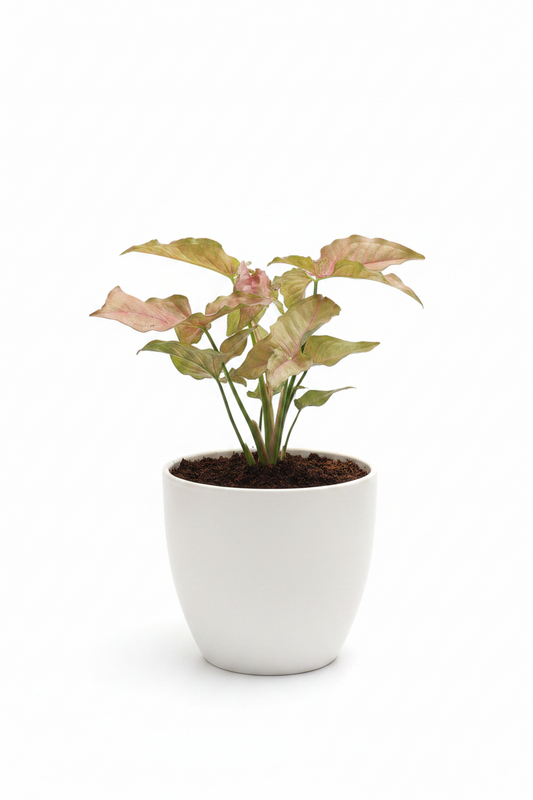Syngonium pink