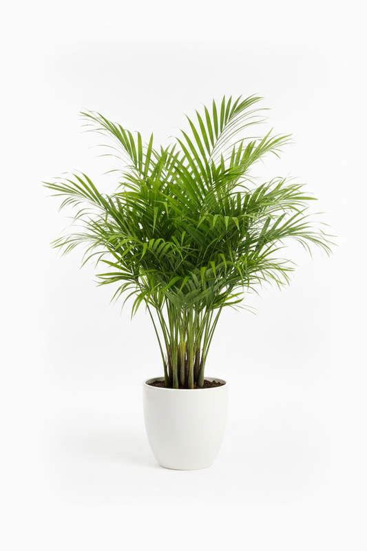 Areca palm | Air purifier| Ornamental plant