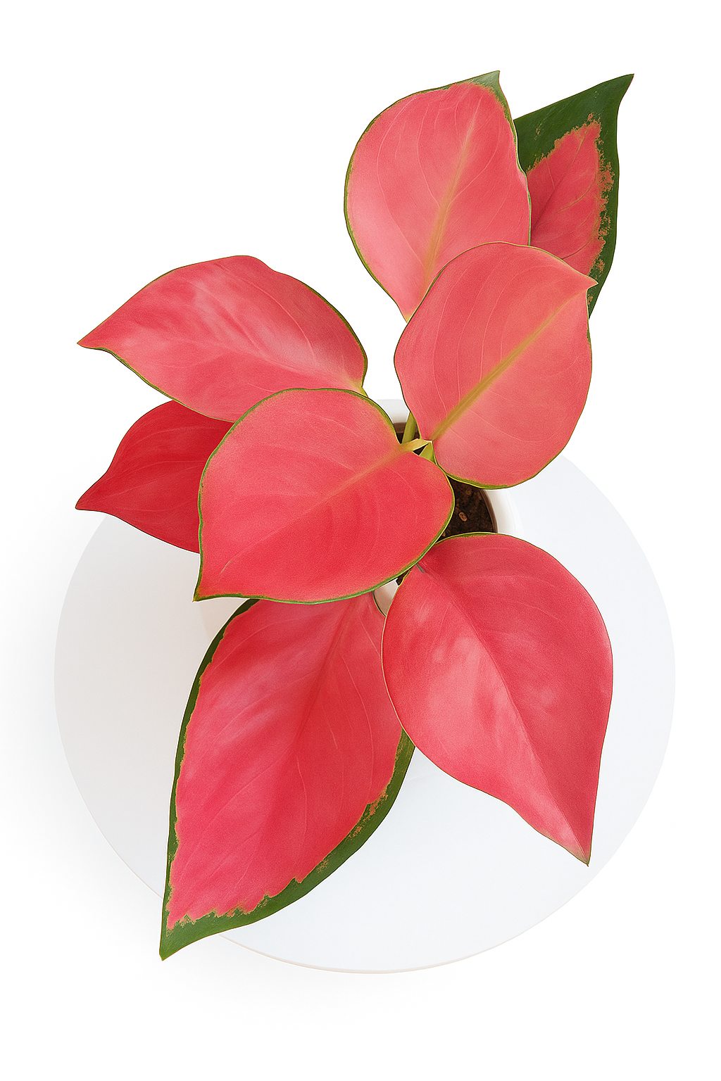 Aglaonema Red star