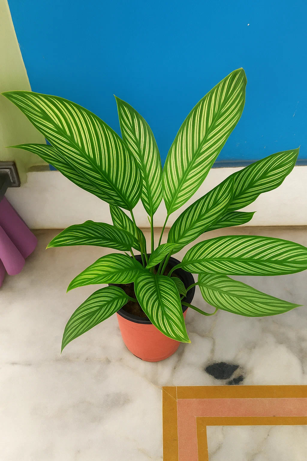 Calathea Ornata