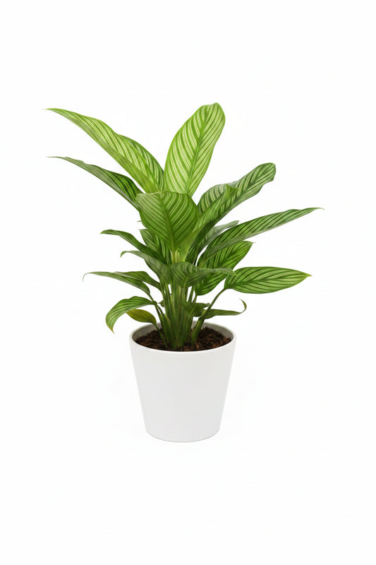 Calathea Ornata