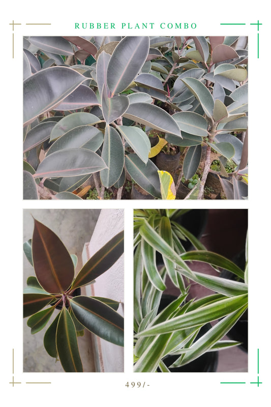 Rubber plant combo
