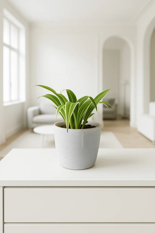 Spider plant