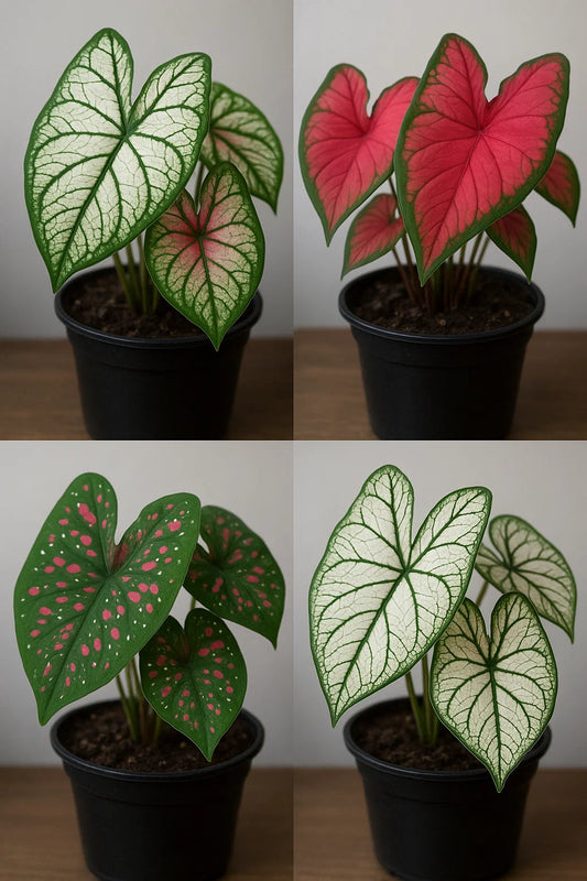 Caladium bulbs